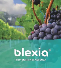 un montage d'une photo de vigne et du logo Blexia