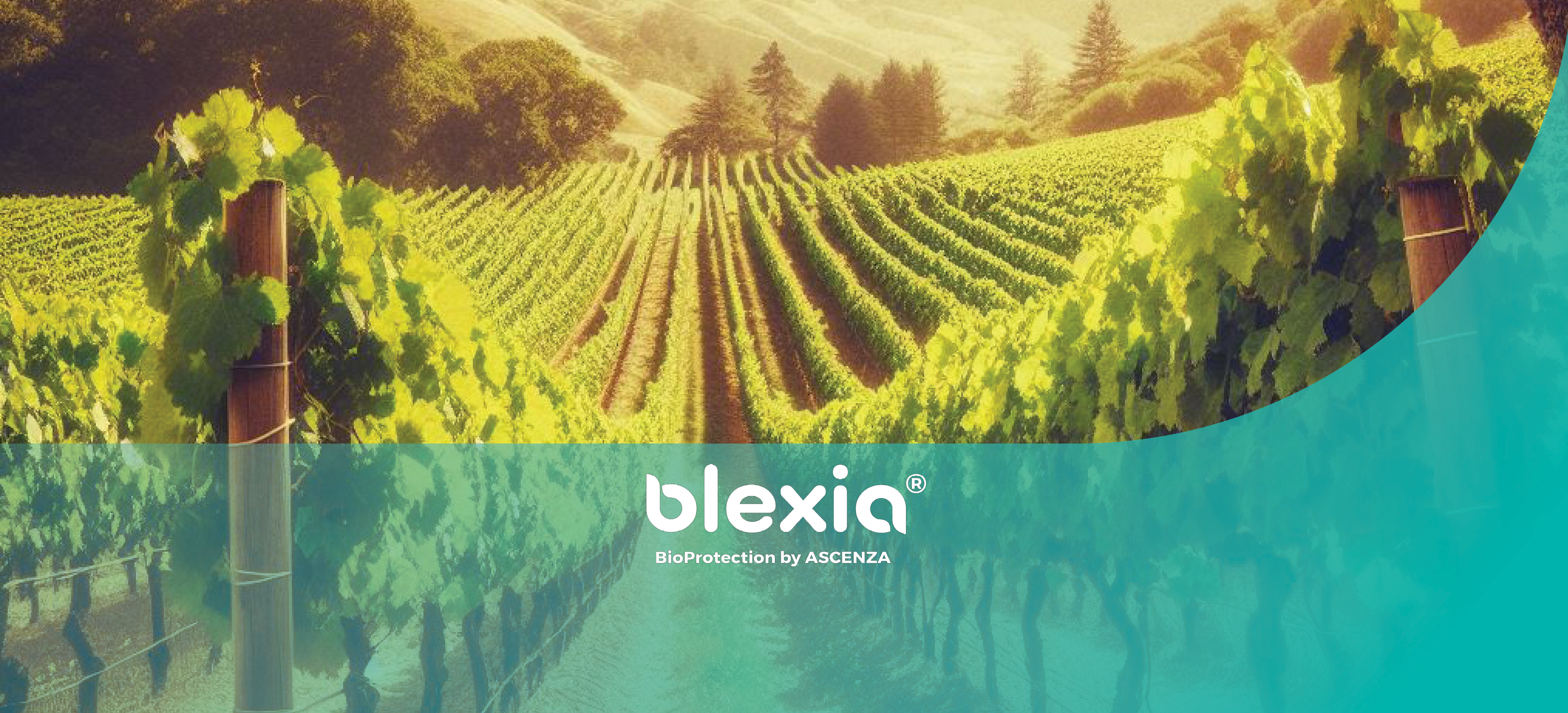 une parcelle de vigne avec le logo Blexia et un aplat de vert transparent aux couleurs de la gamme produit